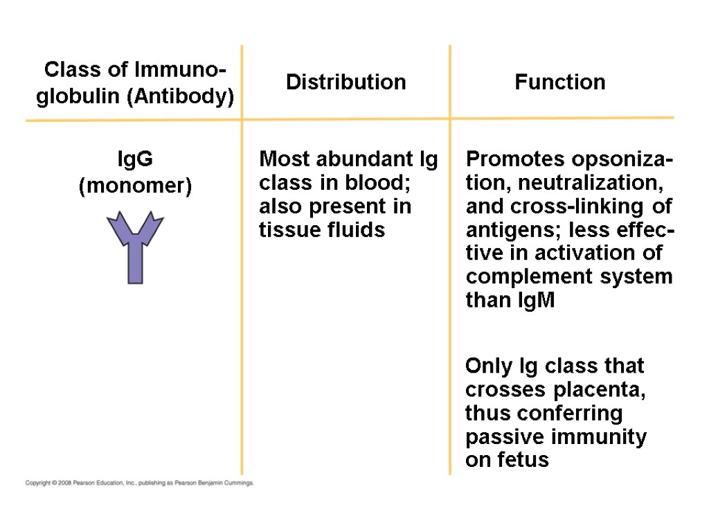Distribution Function Class of Immuno- globulin (Antibody) IgG (monomer) Most abundant Ig class in